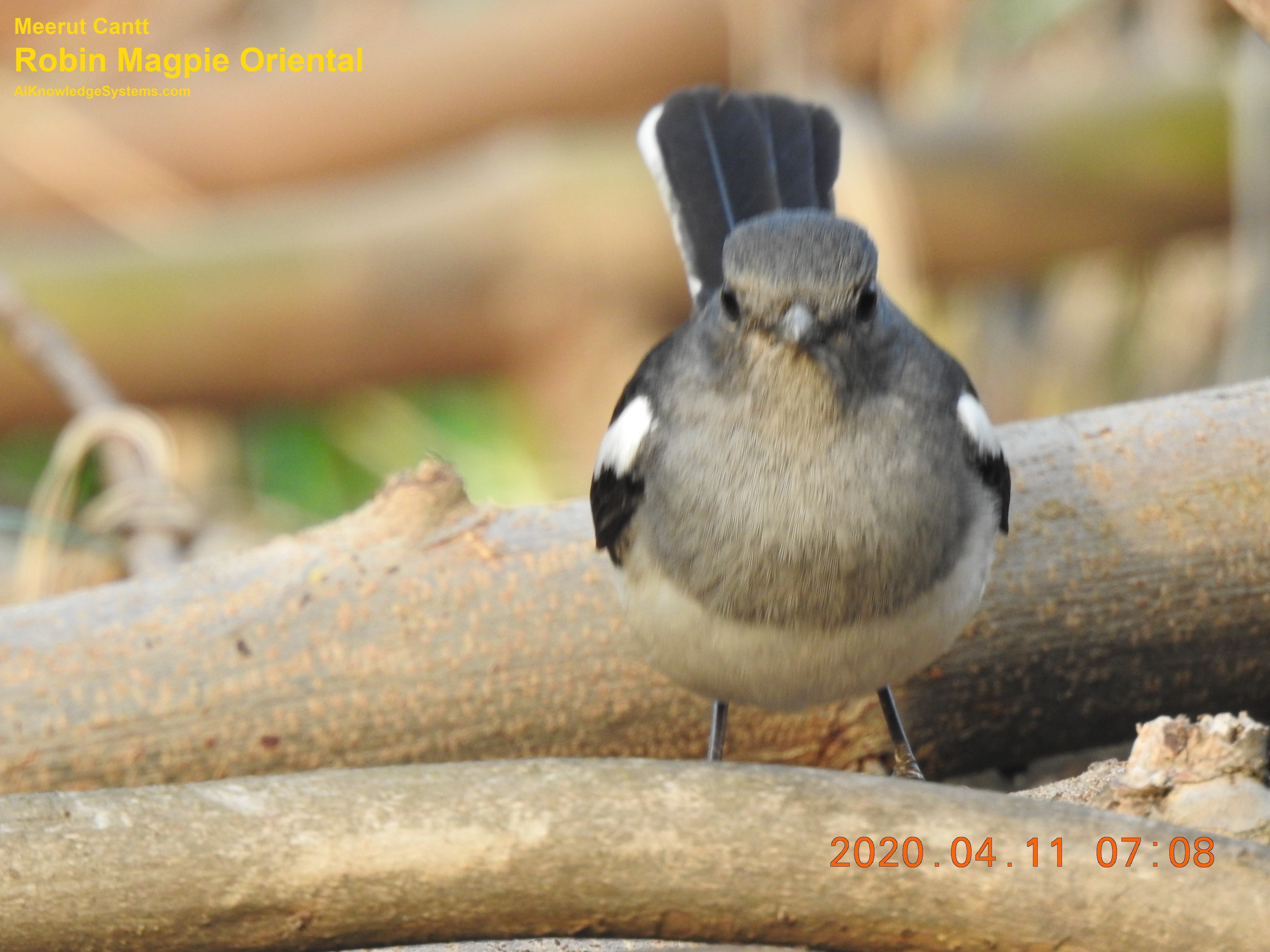 Magpie Robin (122) Coming Soon